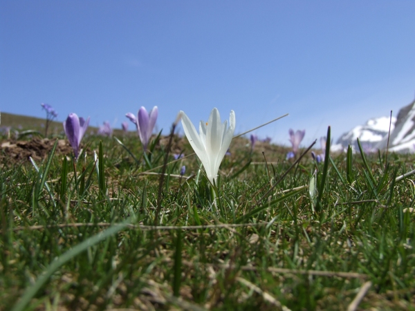 Crocus neapolitanus / Zafferano napoletano